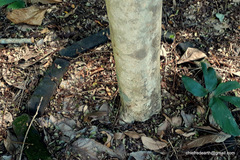 Lagerstroemia speciosa