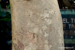 Lagerstroemia speciosa