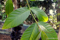 Lagerstroemia speciosa