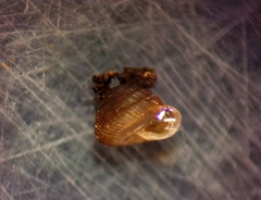 Strobilops texasianus