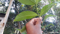 Lagerstroemia speciosa