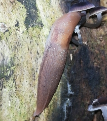 Limax cinereoniger