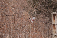 Carpodacus sibiricus