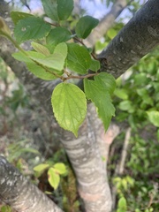 Celtis africana