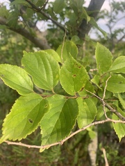 Celtis africana