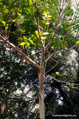 Lagerstroemia speciosa