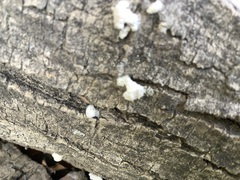 Reticularia lycoperdon