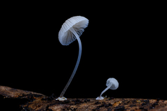 Mycena stylobates