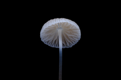 Mycena stylobates