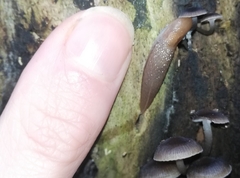 Limax cinereoniger