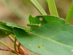 Odontomantis planiceps