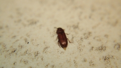 Tenebrioninae