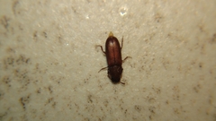 Tenebrioninae