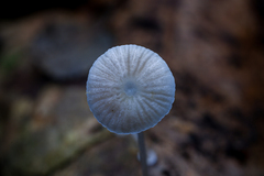 Mycena stylobates