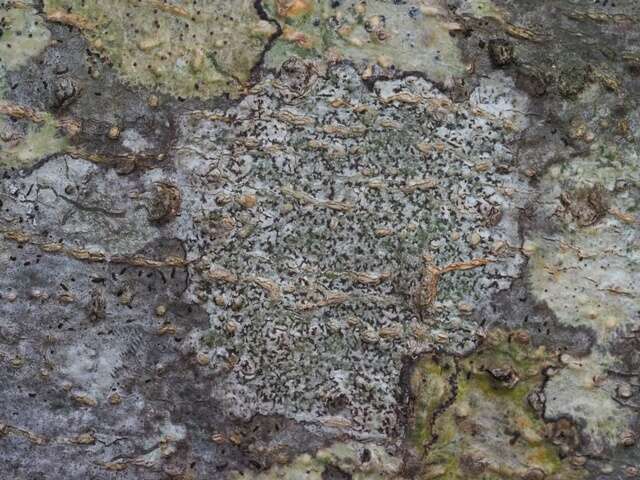 Arthonia sp. (Lichen of the Chagos Archipelago) · iNaturalist