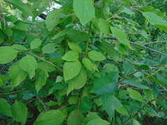 Cornus sericea