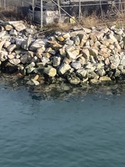 Arenaria melanocephala