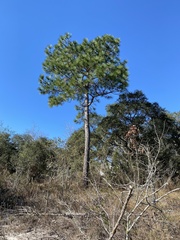 Pinus palustris