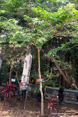 Lagerstroemia speciosa