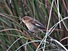 Limnoctites sulphuriferus
