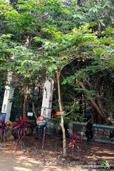 Lagerstroemia speciosa