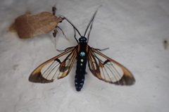 Cosmosoma joavana