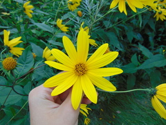 Helianthus tuberosus