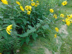 Helianthus tuberosus