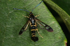 Synanthedon spuleri