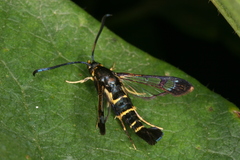 Synanthedon spuleri