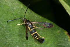 Synanthedon spuleri