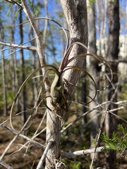 Tillandsia balbisiana