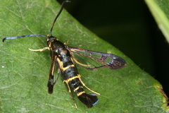 Synanthedon spuleri