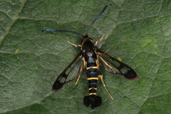 Synanthedon spuleri