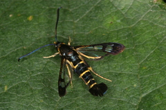 Synanthedon spuleri