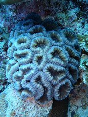 Lobophyllia