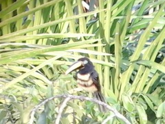 Pteroglossus pluricinctus