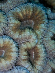 Lobophyllia
