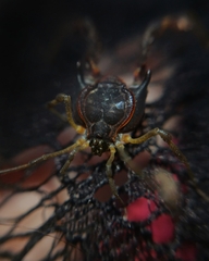 Metagyndes pulchella