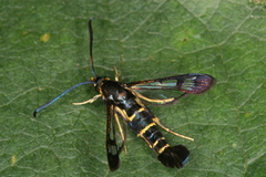 Synanthedon spuleri