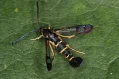 Synanthedon spuleri