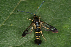 Synanthedon spuleri