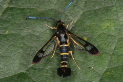 Synanthedon spuleri