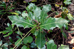 Acanthus ilicifolius