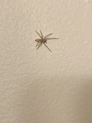 Cheiracanthium mildei