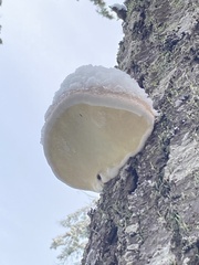 Fomitopsis mounceae