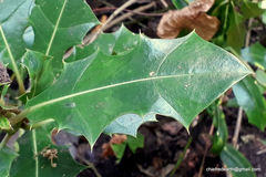 Acanthus ilicifolius
