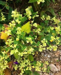 Calceolaria tripartita