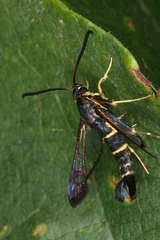 Synanthedon spuleri