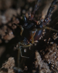 Metagyndes pulchella